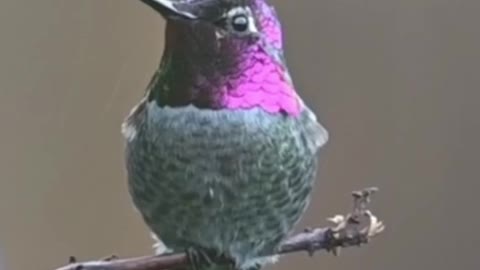 Pink head bird