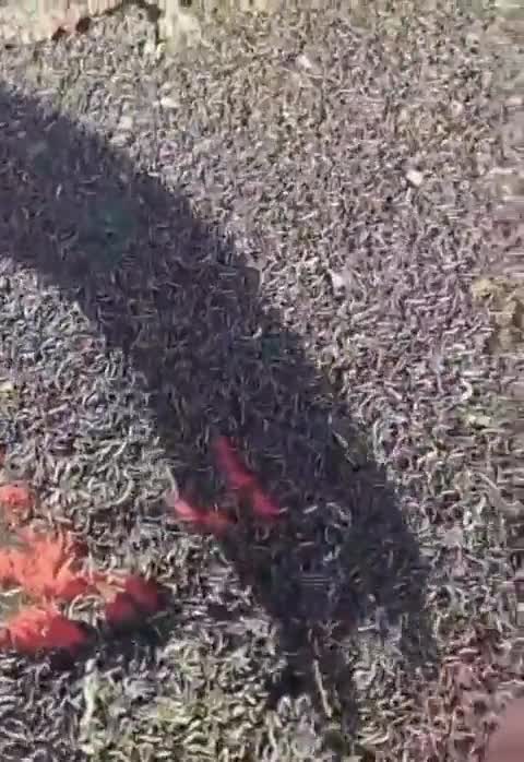 Τρομακτικές εικόνες από καλλιέργειες ηλίανθου & βαμβακιού στον Έβρο!