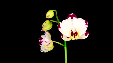 White orchid opens