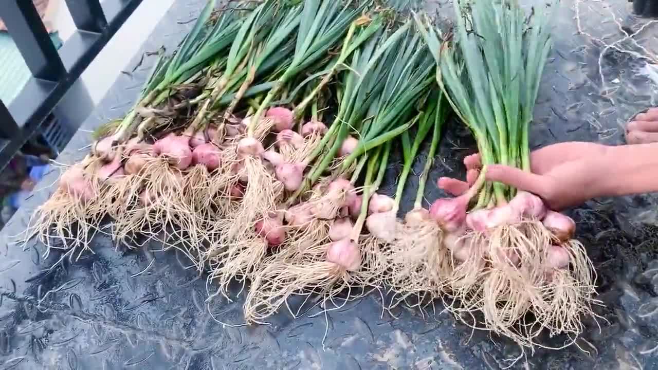 How to Grow Garlic and Harvest Bulbs at Home