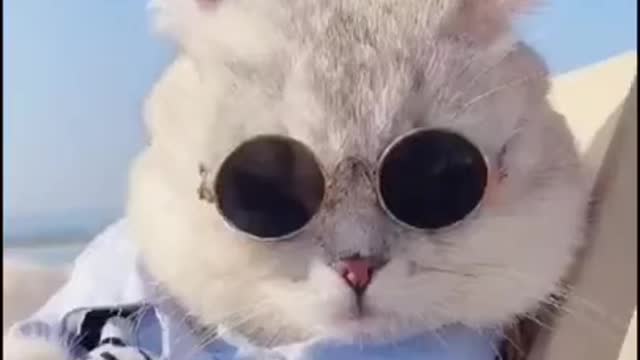kitten enjoying a day at the beach