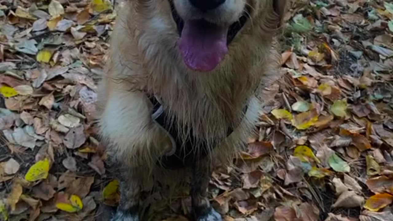 When your dog hears 'don’t” but thinks it's just a splashy suggestion 💦😅🤷‍♂️