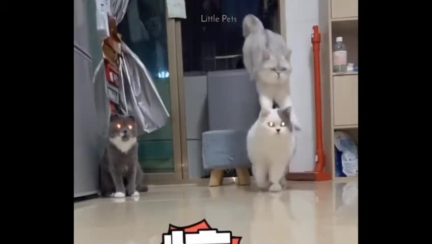 Adorable pets,dogs and cats video, Funny animal life