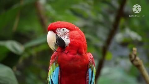 Parrots colors