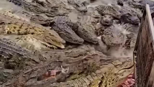 Feeding the Crocodile