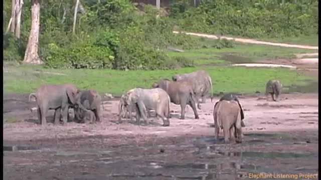 Elephants welcoming a new born calf