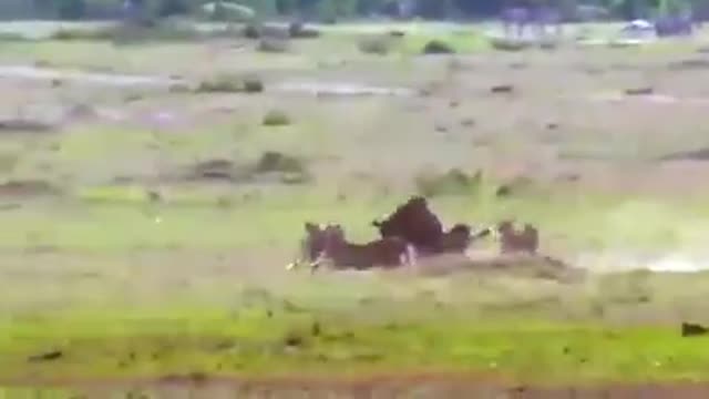 five cheetas Vs wildebeest - cheetah in the wild -best kill of wild animals