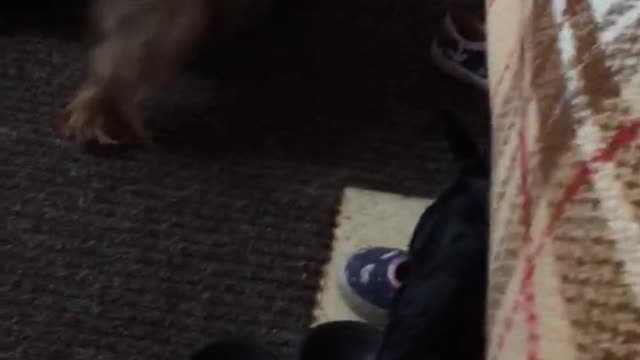 Children dogs york