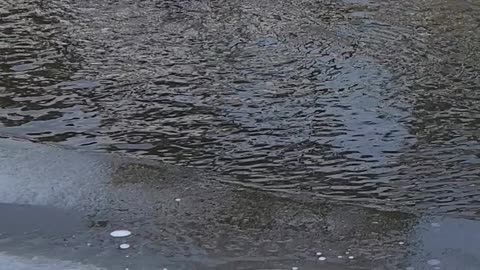 Wild otters appeared on the promenade.