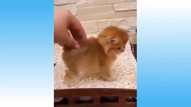 Of 2021 - Top Funny Pet Videos - TRY NOT TO LAUGH