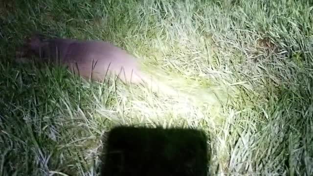 Armadillo in Iowa