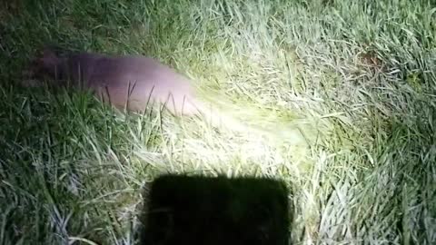 Armadillo in Iowa