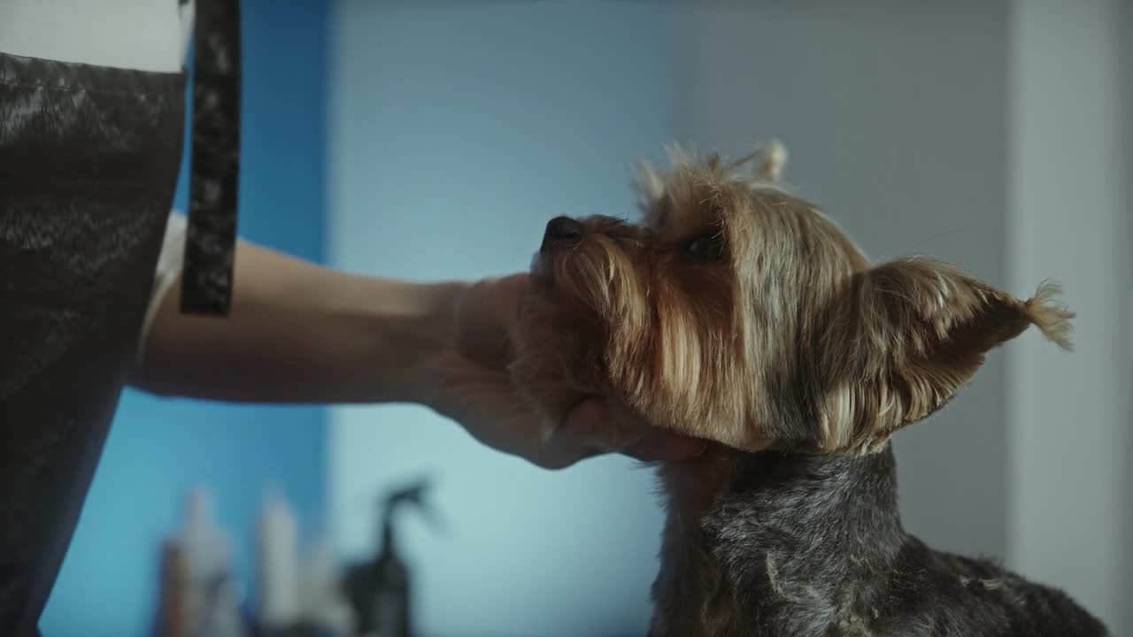 A Vet Trimming A Dog's Hair