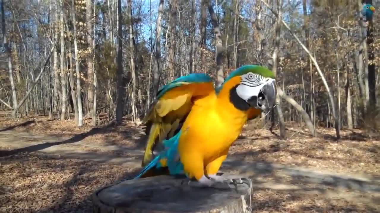 FUNNY PARROTS, fun impossible not to laugh