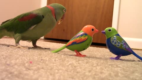 Real Bird's reaction to Digibirds