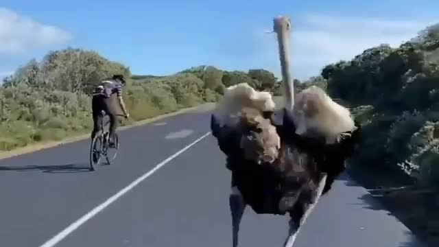 Ostrich joins a group of cyclists for his morning run. 🚴‍♂️