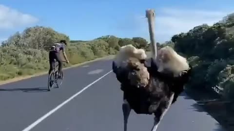 Ostrich joins a group of cyclists for his morning run. 🚴‍♂️