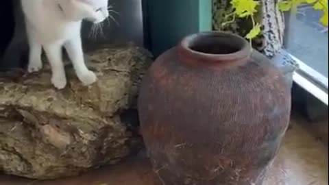 always cut cats