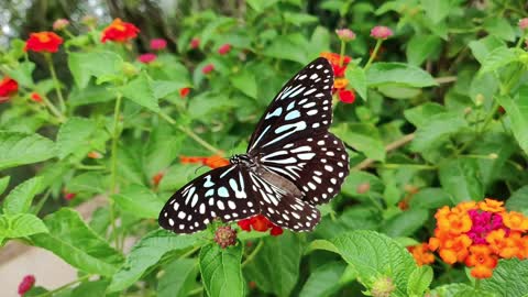 Flowers and Butterfly