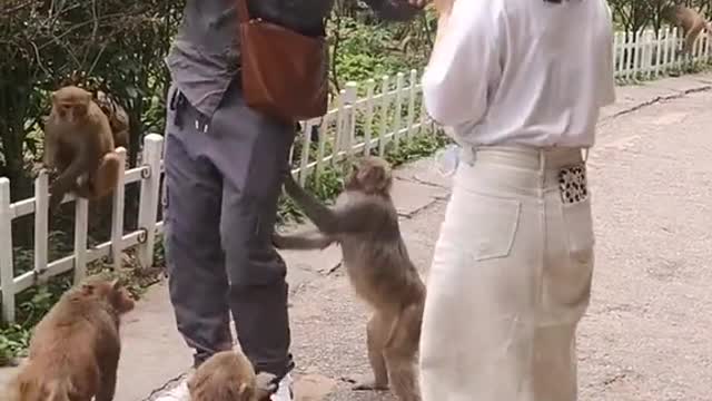 What an arrogant monkey bullies humans