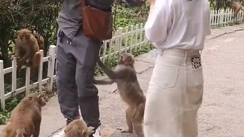 What an arrogant monkey bullies humans