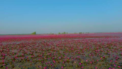 Beautiful Flowers