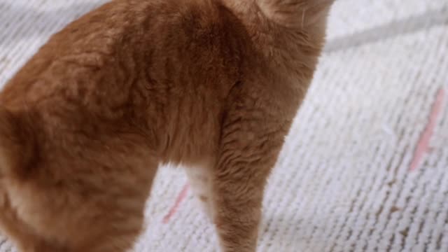 Cat funny videos 🤣😂🤣😂 it's too funny cat
