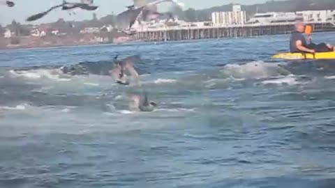 Whale almost eats surfer