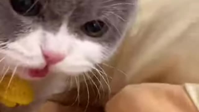 Funny cats meowing and talking | cats meowing | funny cats | cat meowing