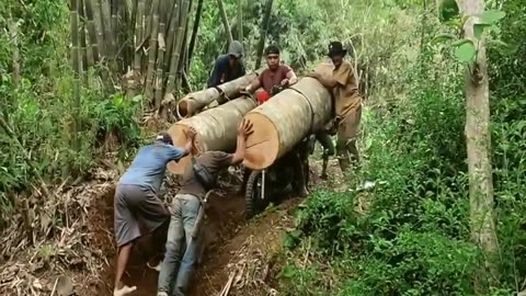 a genius but dangerous technique for transporting large logs using a homemade motorbike