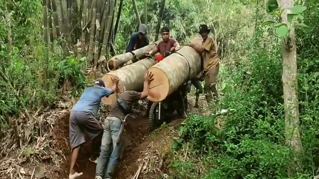 a genius but dangerous technique for transporting large logs using a homemade motorbike