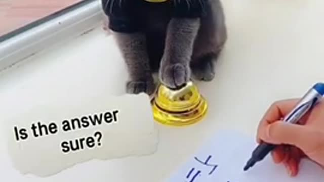 Evil cat does math problems