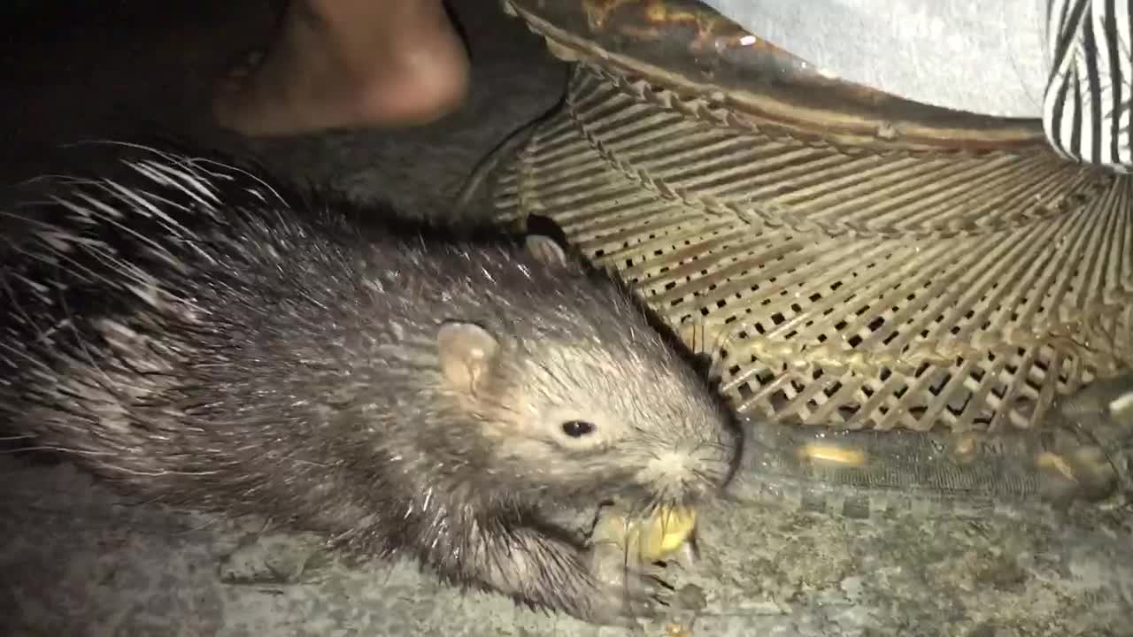 Baby Porcupine Love To jump around ll Cute when he jumps around