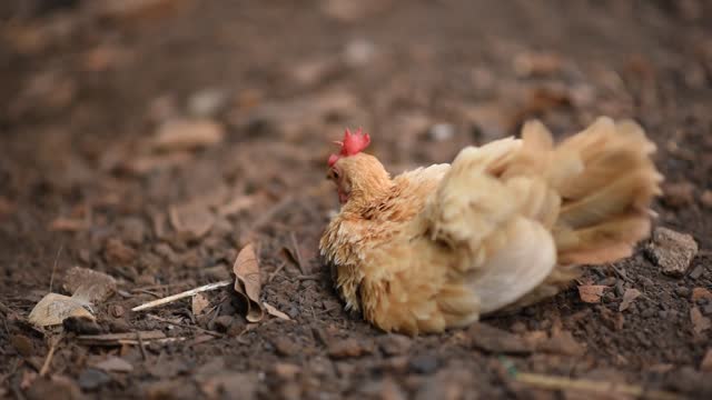 A chicken searches and eats from the ground