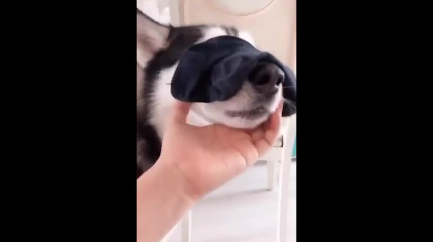 “I am not a human ,you are a real dog”