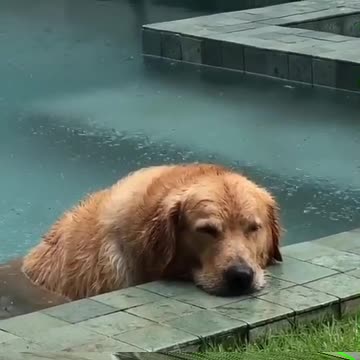 SAD GOLDEN RETRIEVER UNDER THE RAIN.mp4