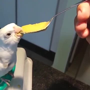 Cockatiel bird eats cheese from spoon from owner's hand