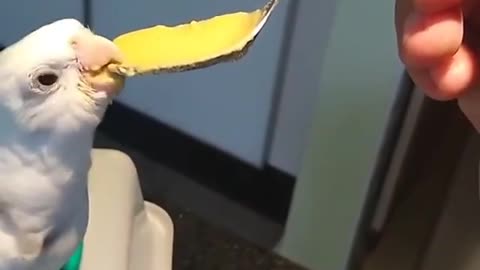 Cockatiel bird eats cheese from spoon from owner's hand