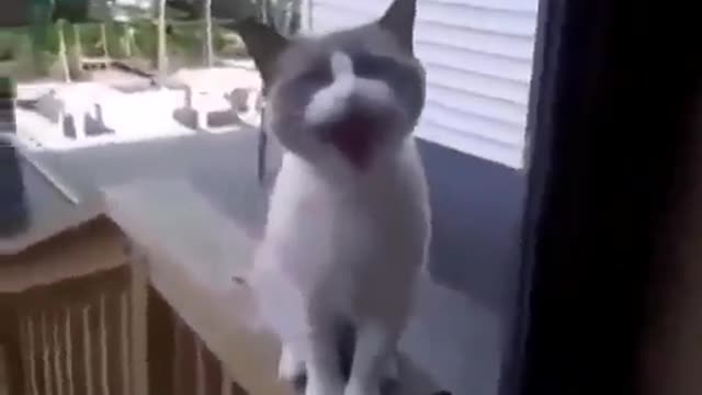 Angry cat talking and telling her nanny...