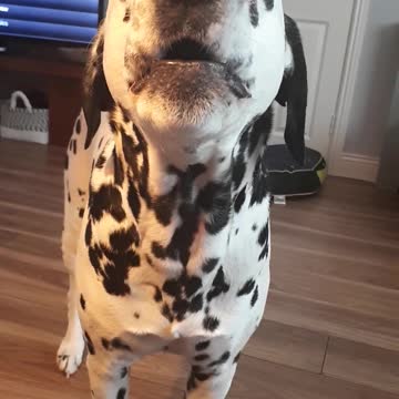 Dalmatian wants his dinner