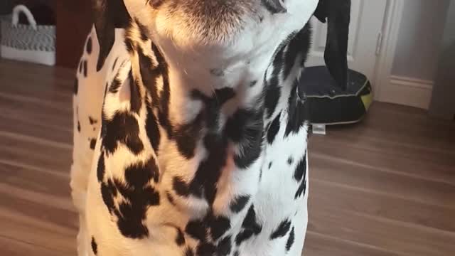 Dalmatian wants his dinner