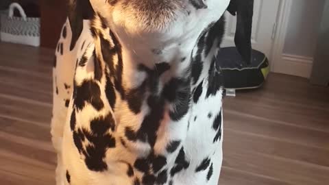 Dalmatian wants his dinner