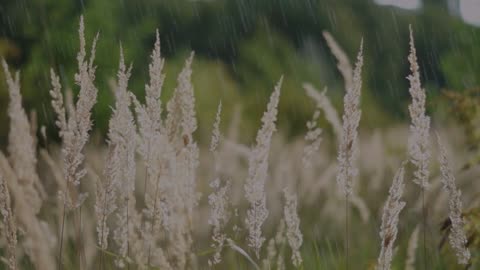 Nature and rain