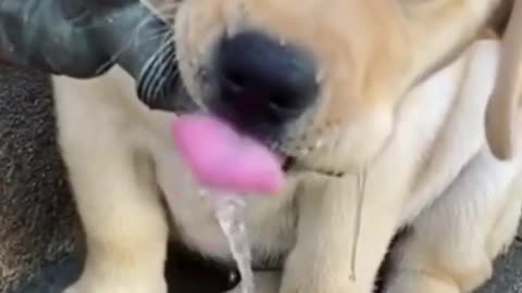 Cute Puppy getting some water Funny Dogs