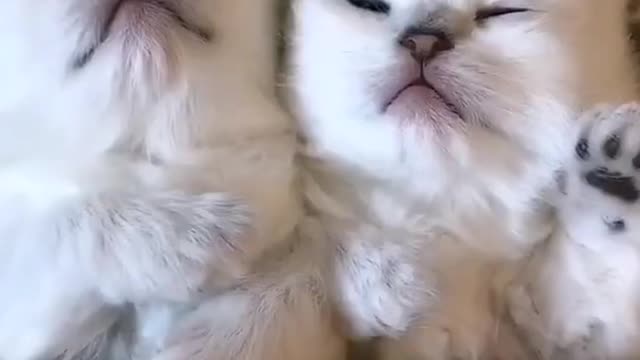 Cute Cats Short Video