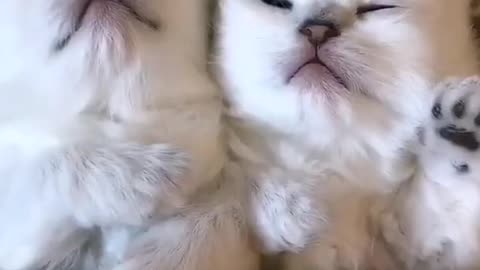 Cute Cats Short Video