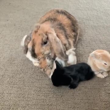 Mama rabbit needs a break from her kids, hops right on out of there