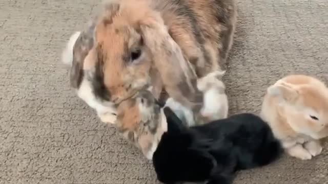 Mama rabbit needs a break from her kids, hops right on out of there