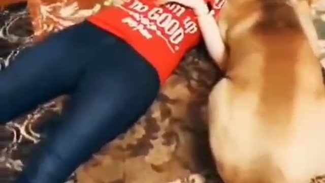 Funny Dog collection