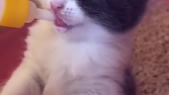 Cute Kittens IIX